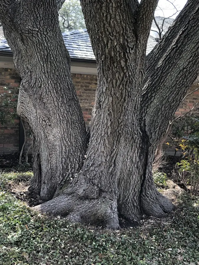 Mature heritage tree close to a Ellsworth property cared for by certified arborists
